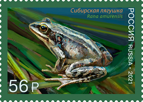 2021 2735 Сибирская лягушка 56р