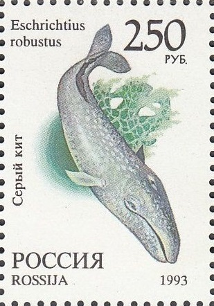 1993 0137 Серый кит 250р
