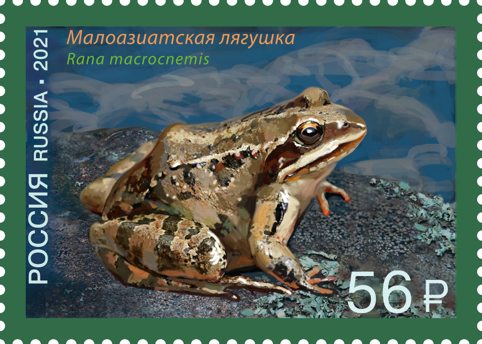 2021 2734 Малоазиатская лягушка 56р