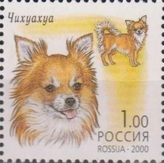 2000 605 Чихуахуа. Декоративные собаки 1р