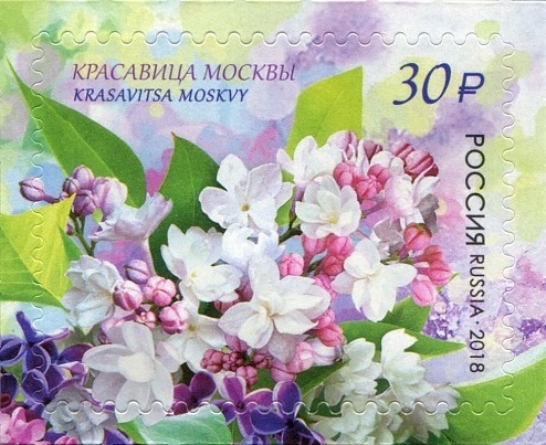 2018 2329 Сирень Красавица Москвы 30р