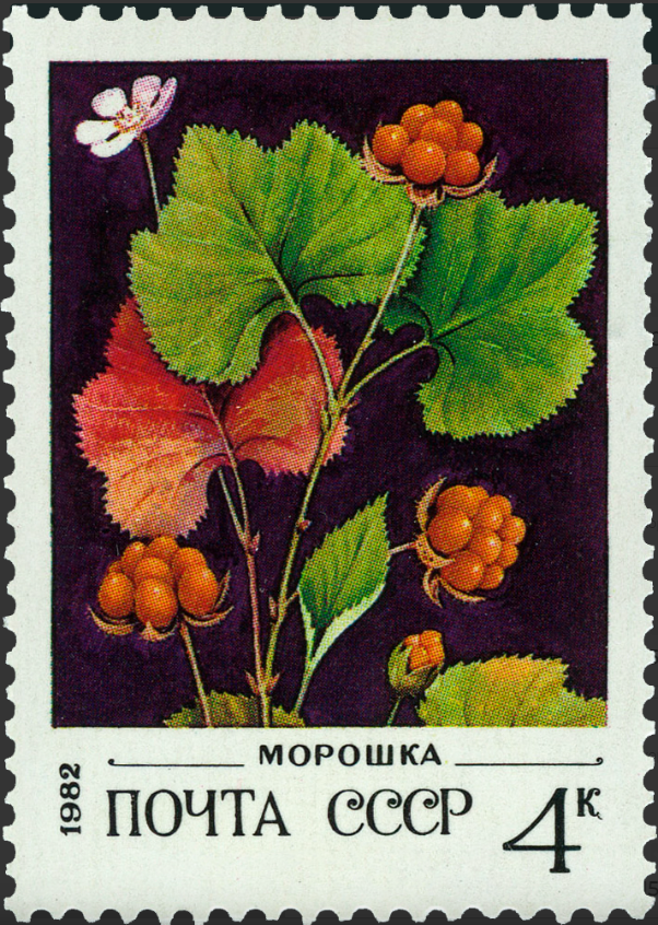 1982 5273 Морошка 4к