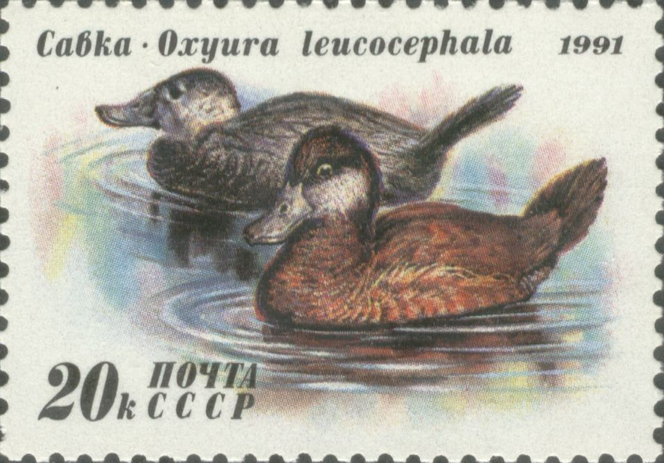 1991 6336 Утка савка 20к