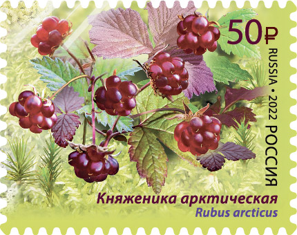 2022 2887 Княженика арктическая 50р