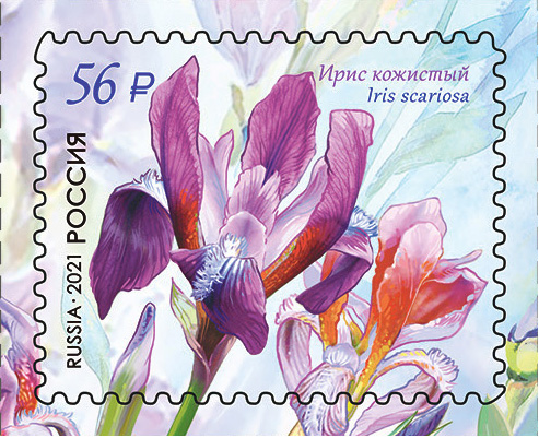 2021 2741 Ирис кожистый 56р