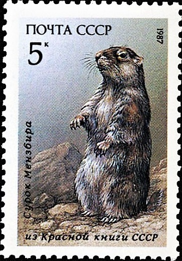 1987 5828 Сурок Мензбира 5к