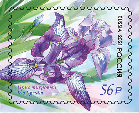 2021 2744 Ирис тигровый 56р