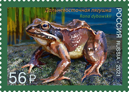 2021 2733 Дальневосточная лягушка 56р