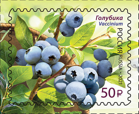 2021 2755 Голубика 50р