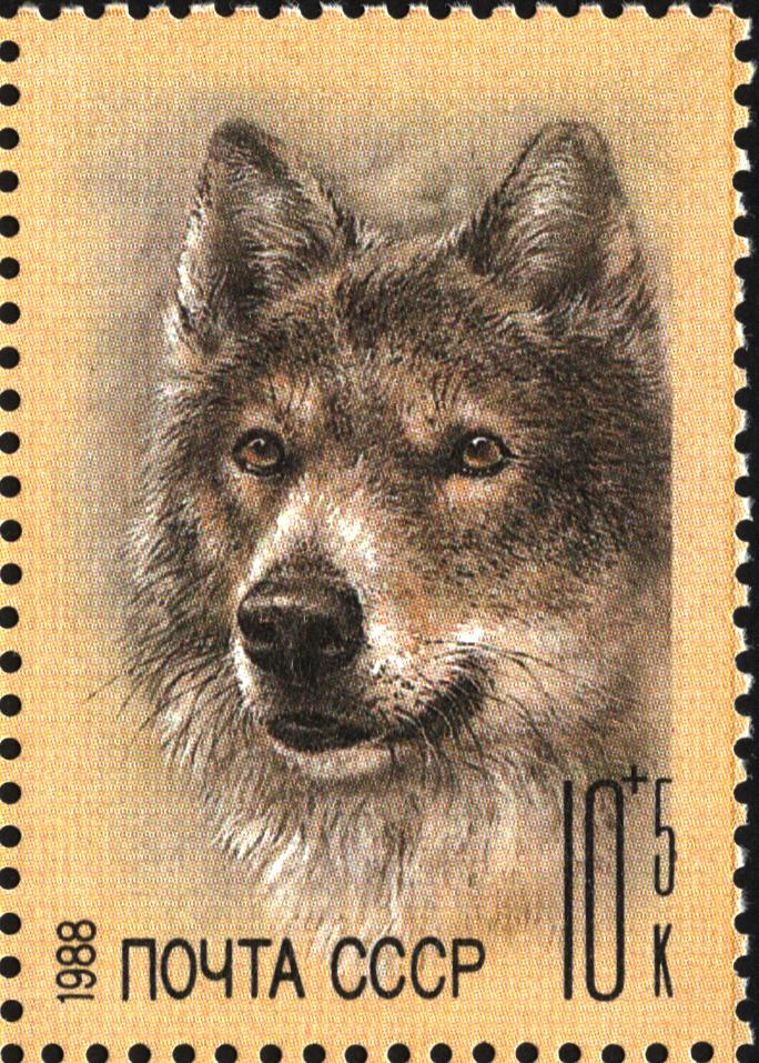 1988 5996 Волк 10к