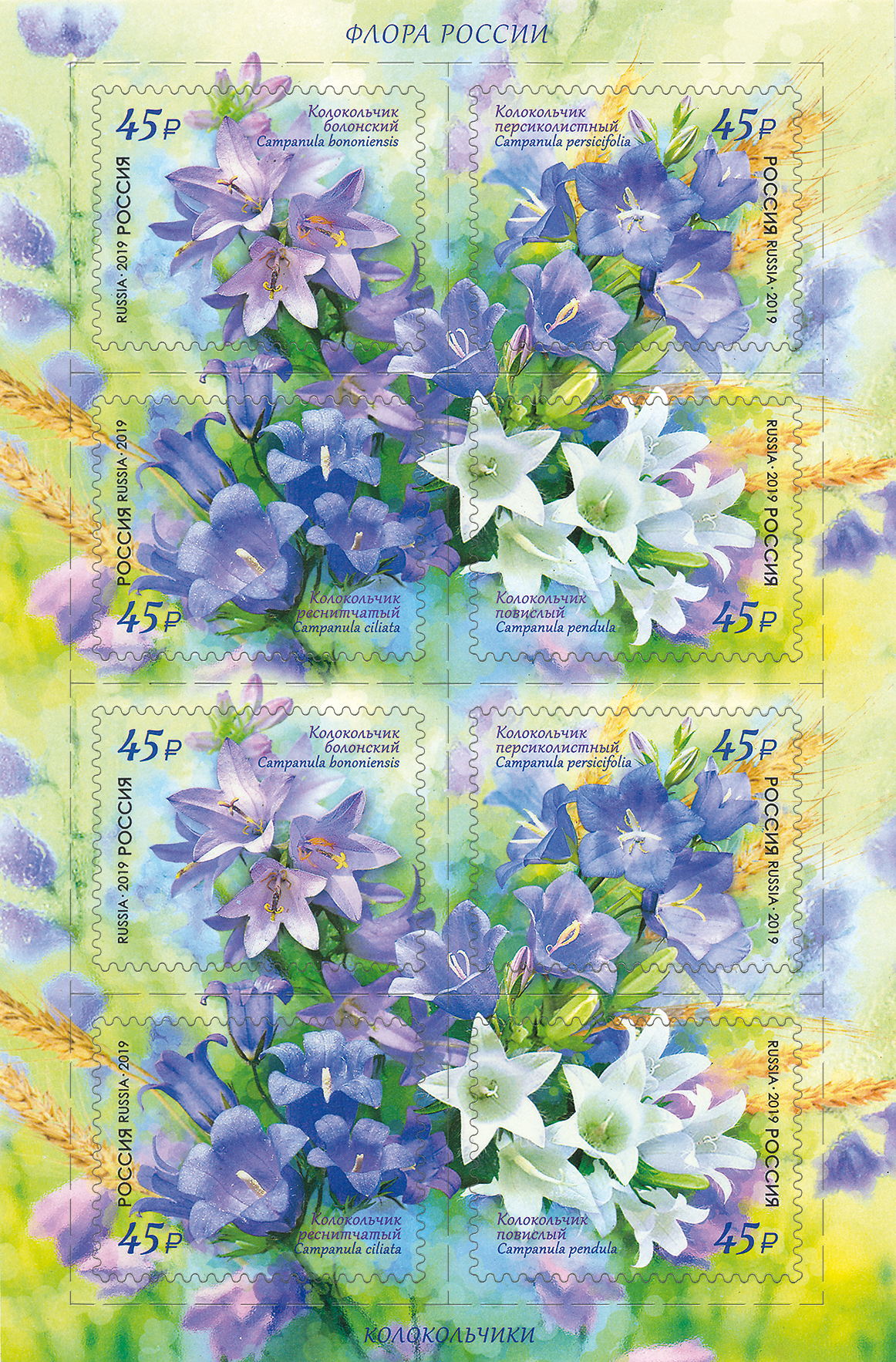 2019 2483 Колокольчик болонский 45р
