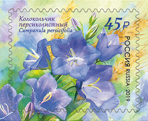 2019 2484 Колокольчик персиколистный 45р