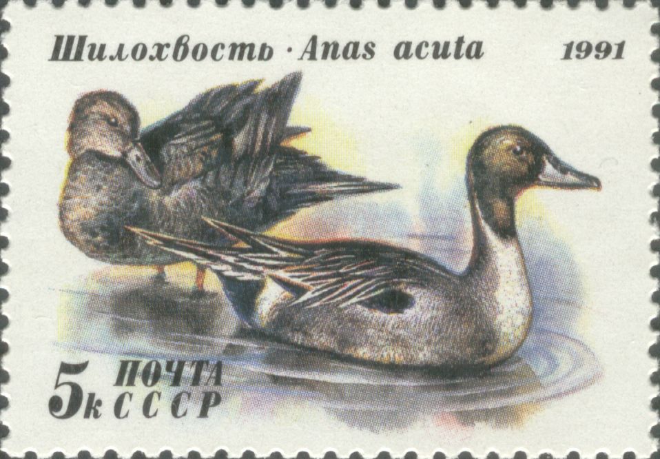 1991 6334 Утка шилохвость 5к