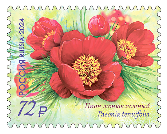 2024 3298 Пион тонколистный 72р