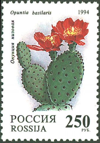 1994 147 Кактусы. Опунция низовая 250р
