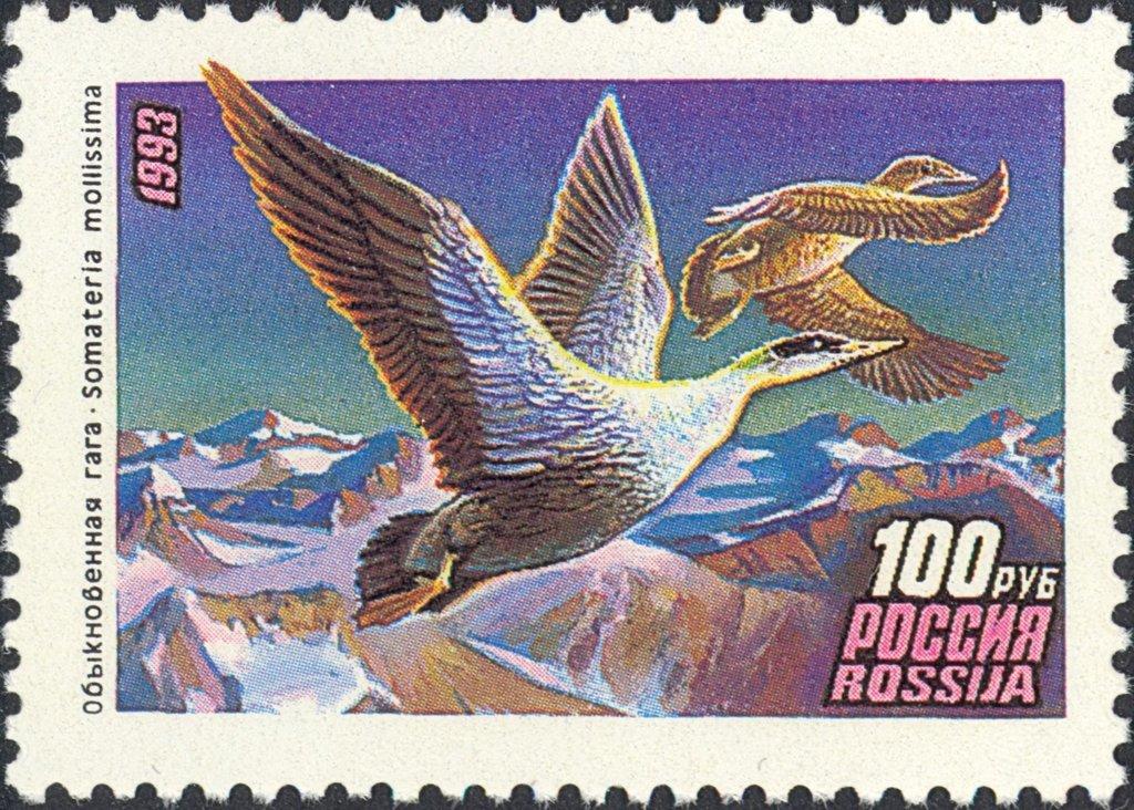1993 102 Утки Обыкновенная гага 100р