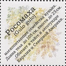2004 969 Росомаха с детенышами 8р