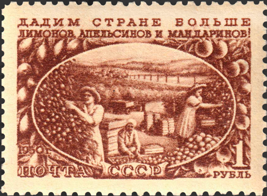 1951 1620 Сбор цитрусовых 1р