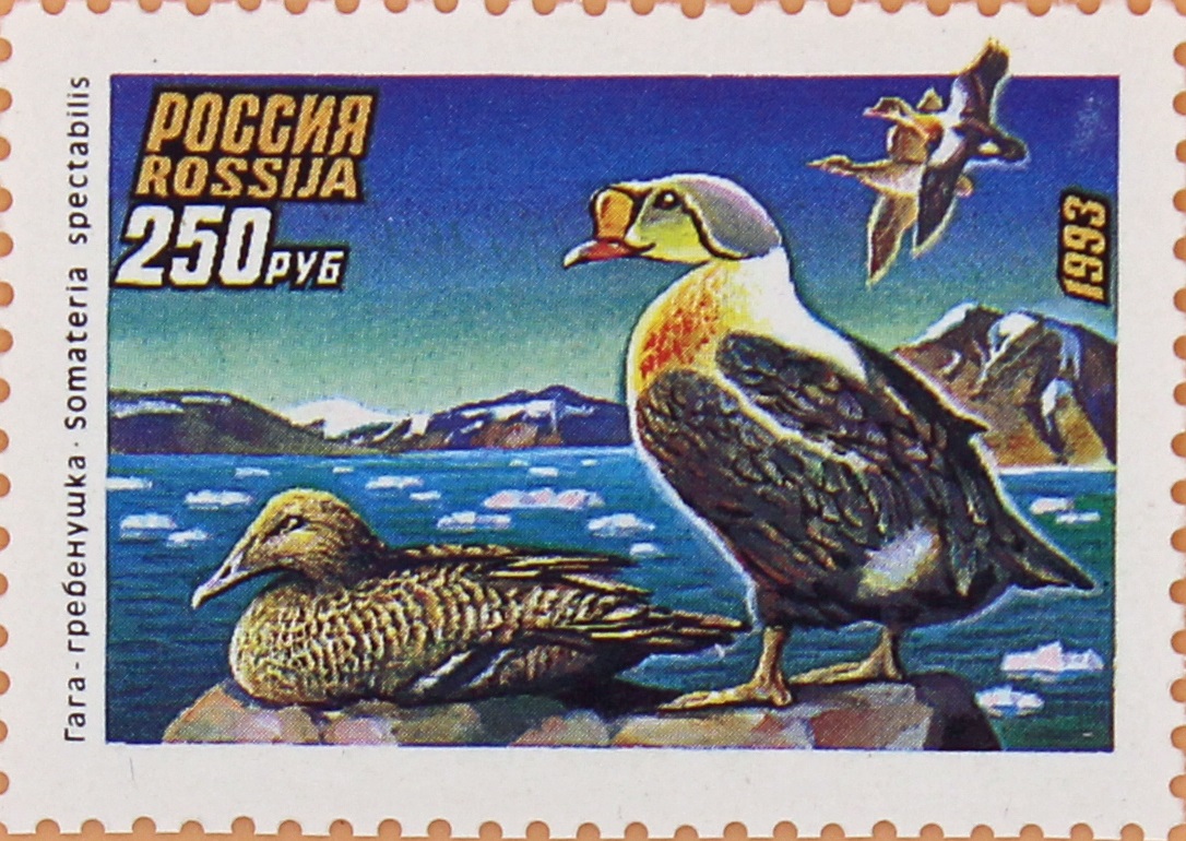1993 103 Утки Гага-гребенушка 250р