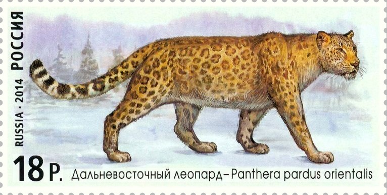 2014 1889 Дальневосточный леопард 18р