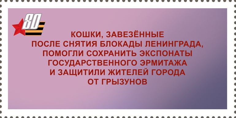 2025 3385 Кошки 33р