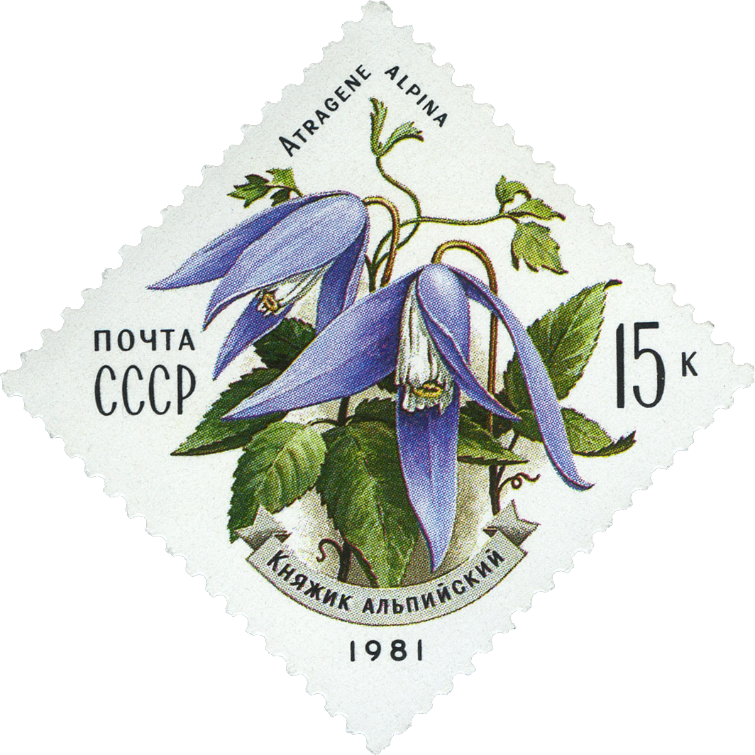 1981 5195 Альпийский княжик. Цветы украинских Карпат 15к