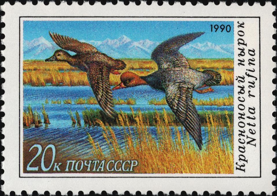 1990 6222 Утка красноносый нырок 20к
