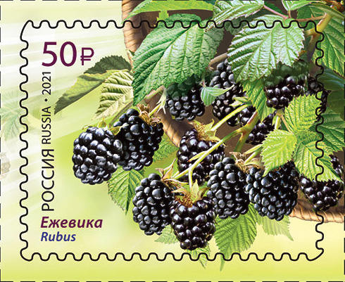 2021 2756 Ежевика 50р