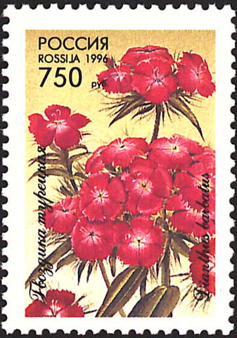 1996 262 Гвоздика турецкая или бородатая 750р