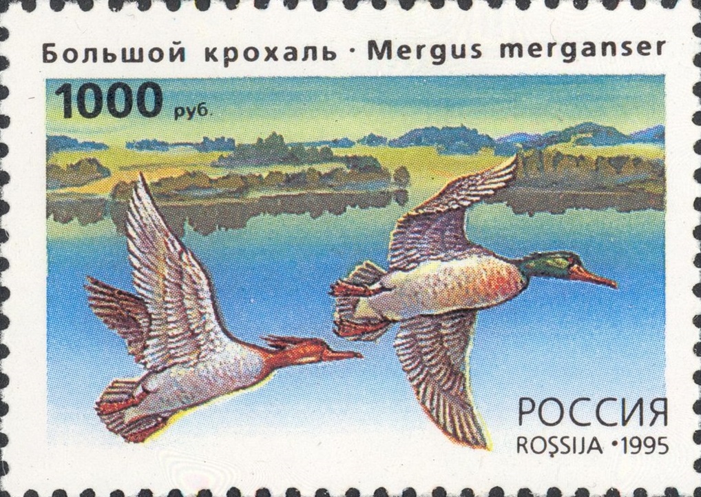 1995 244 Утки Большой крохаль 1000р
