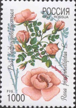 1997 336 Роза бедренцеволистная 1000р