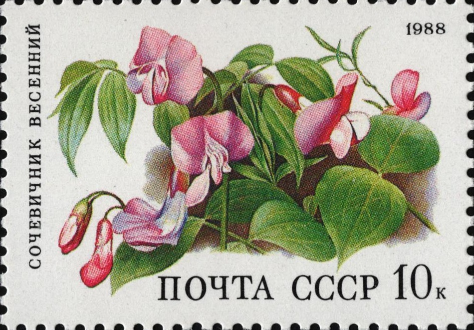 1988 5966 Сочевичник весенний 10к