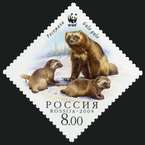 2004 969 Росомаха с детенышами 8р