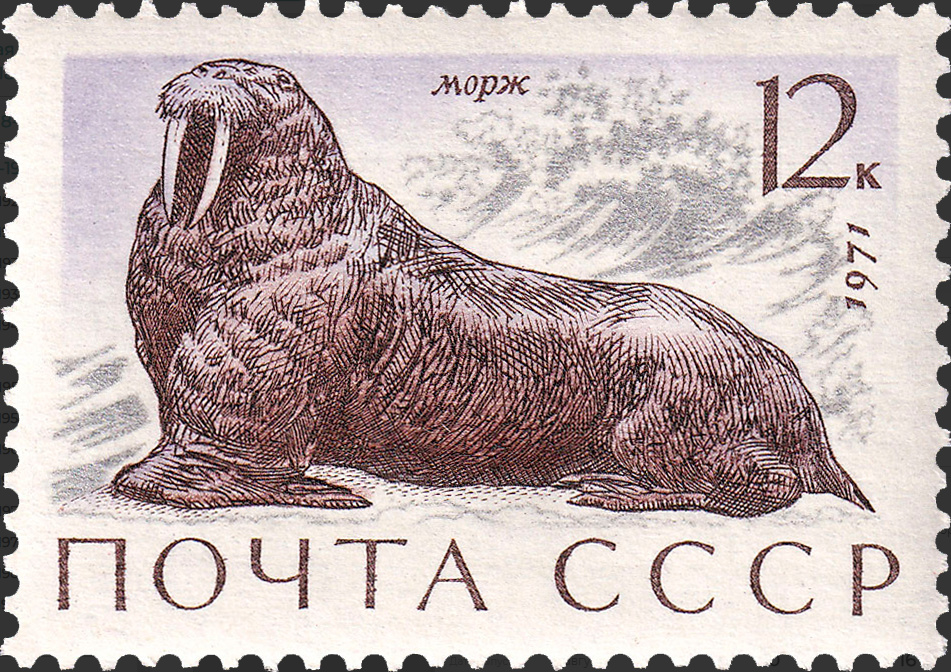 1971 4040 Морж 12к