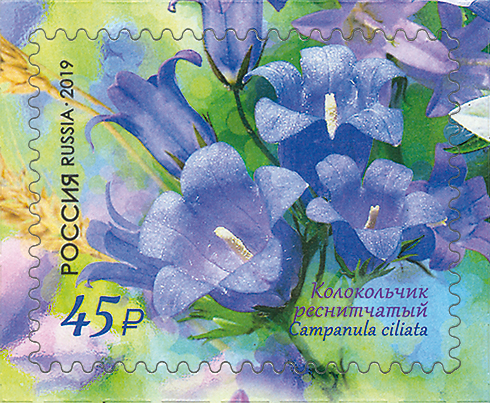 2019 2485 Колокольчик реснитчатый 45р