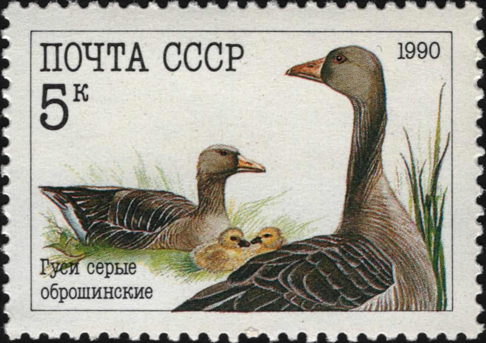1990 6223 Гуси серые оброшинские 5к