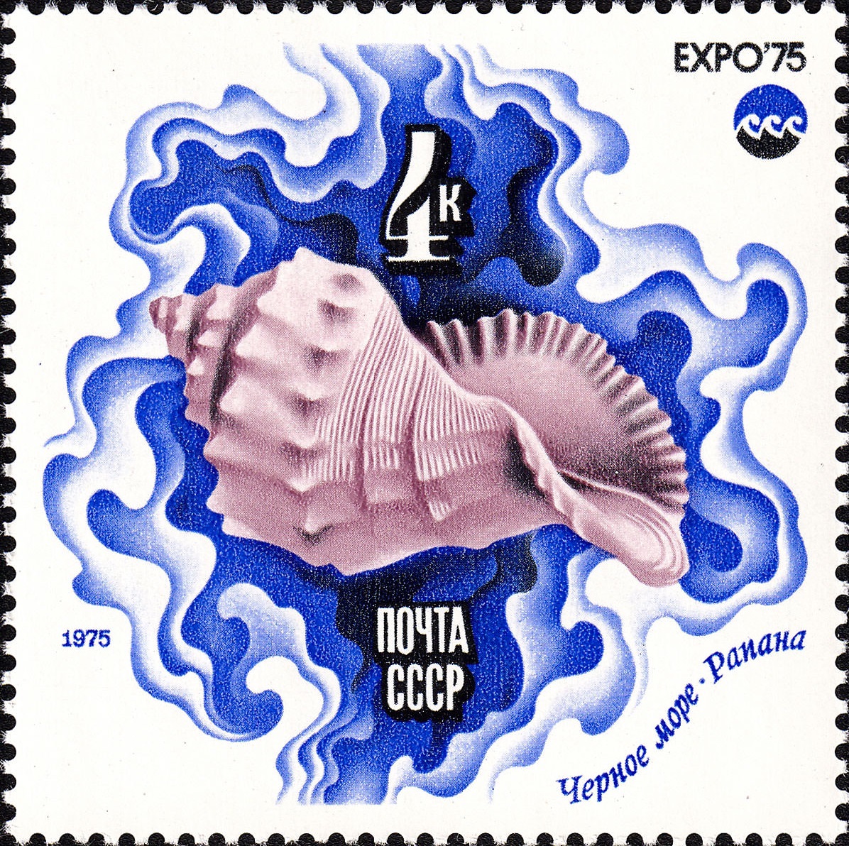 1975 4480 Моллюск рапана. Черное море 4к