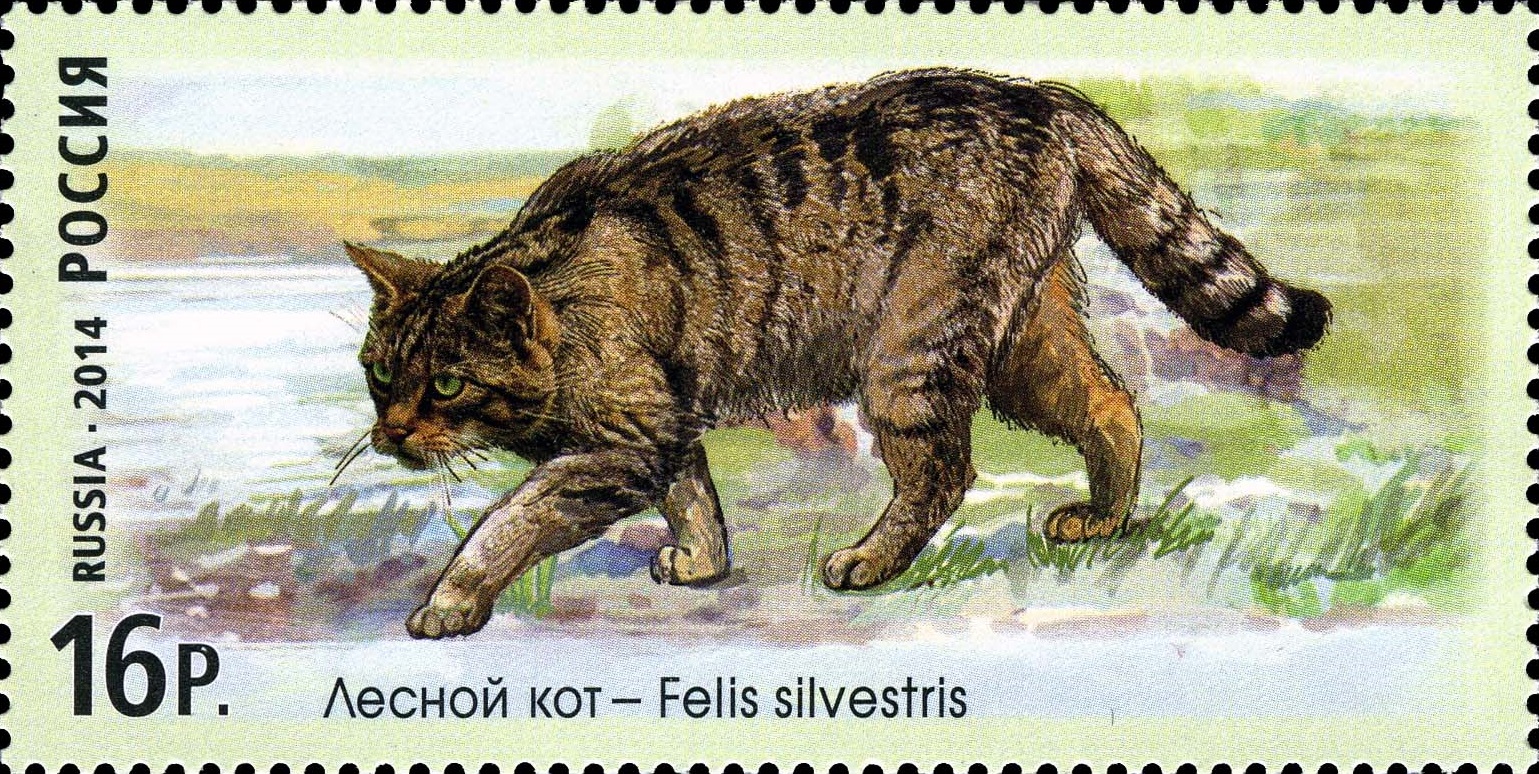 2014 1847 Лесной кот. Дикие кошки 16р