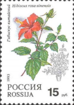 1993 078 Комнатные цветы. Гибискус китайский 15р