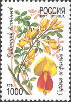 1997 335 Ракитник веничный 1000р