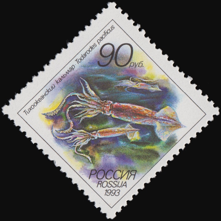 1993 106 Тихоокеанский кальмар. Животные морей Тихоокеанского региона 90р