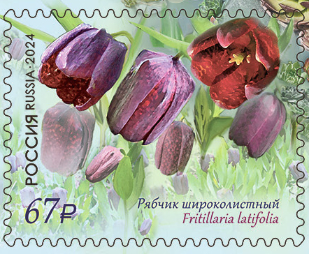 2024 3215 Цветы Рябчик широколистный 67р