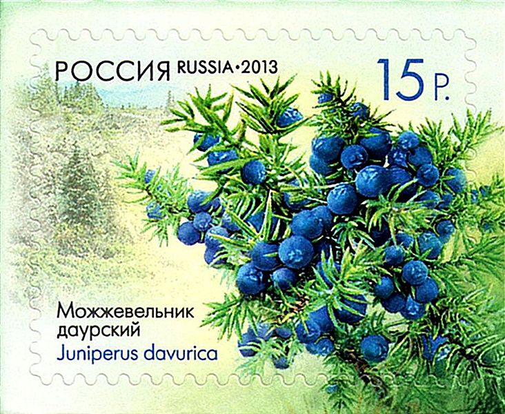 2013 1682  Можжевельник даурский 15р