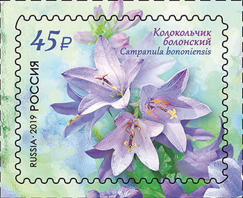 2019 2483 Колокольчик болонский 45р