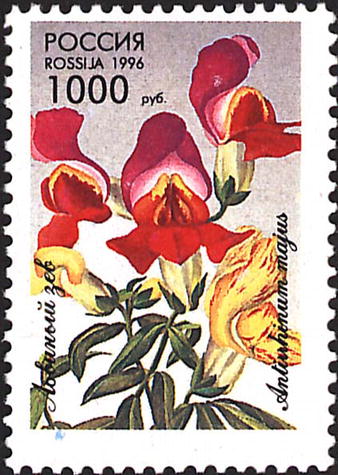 1996 265 Львиный зев 1000р