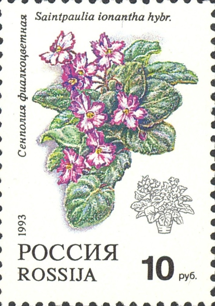 1993 077 Комнатные цветы. Сенполия филкоцветная 10р