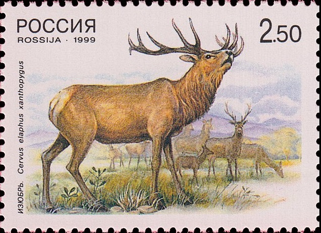 1999 502 Изюбрь-самец 2.50р