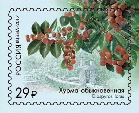 2017 2210 Хурма обыкновенная 29р