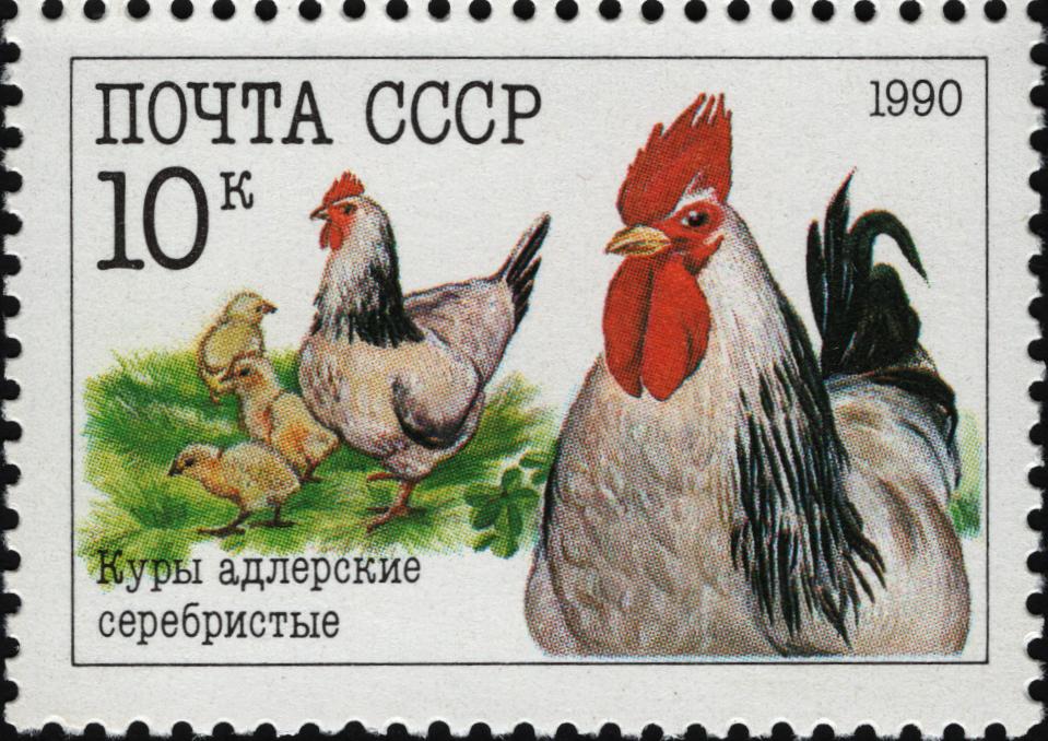 1990 6224 Куры адлерские серебристые 10к