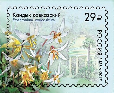 2017 2209 Кандык кавказский 29р